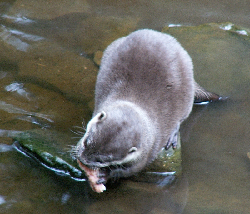 07 Asian Small Clawed Otter.jpg